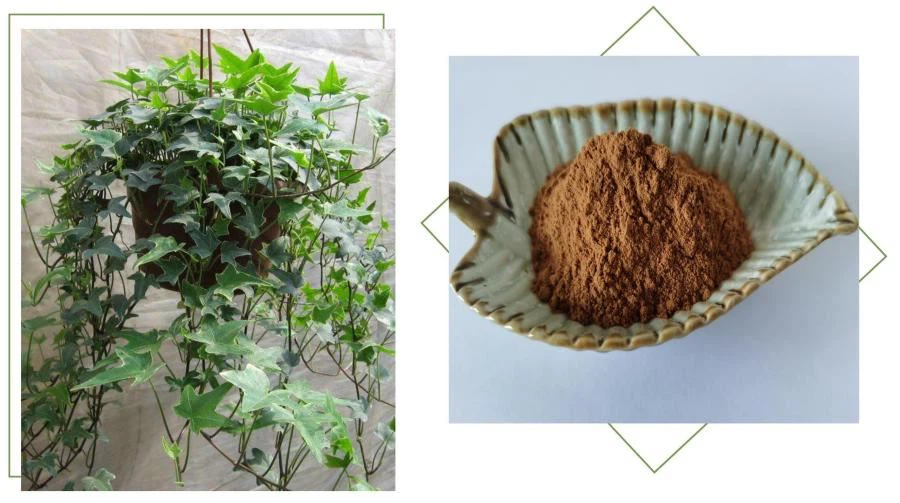 product-900-503 Ivy Leaf Extract, 10% Hederacosides