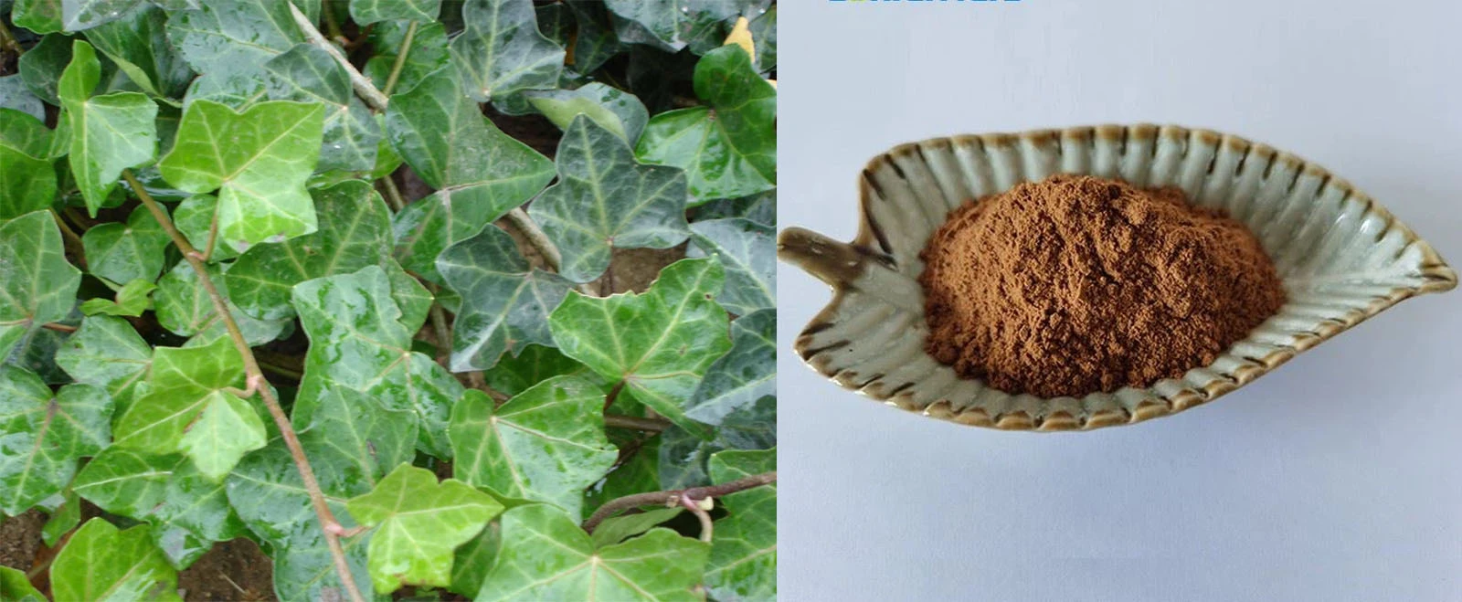 Hedera Helix Extract Hedera Helix Extract